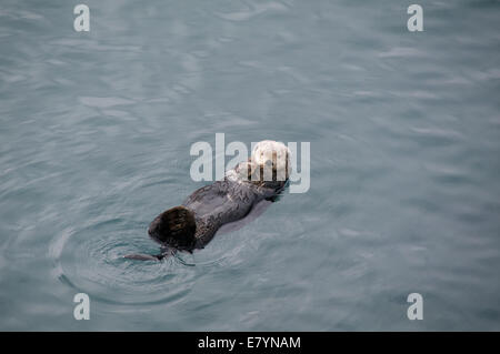 Eine nördliche Seeotter (Enhydra Lutris Kenyonii) schwimmend im Meer in der Nähe von Seward, Alaska. Stockfoto