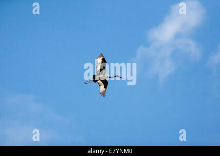 Sattel in Rechnung Storch fliegen Stockfoto
