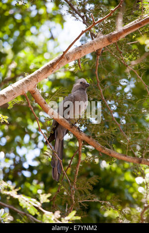 Gehen Sie Weg Vogel saß auf einem Baum Stockfoto