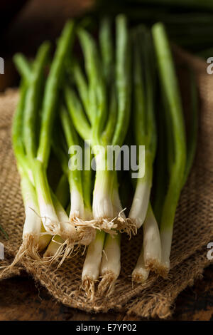 Organisch gesunde grüne Zwiebel auf einem Hintergrund Stockfoto