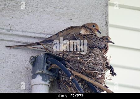 Mourning Dove mit Küken. Alten Robins Nest für den Nestbau verwendet. Stockfoto