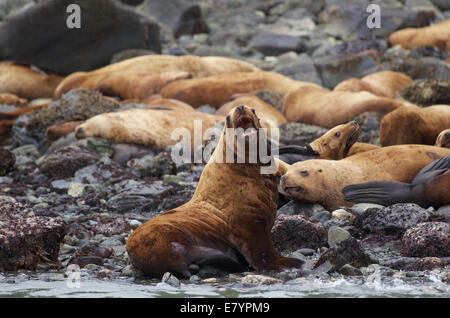 Eine Kolonie von Steller Seelöwen (Eumetopias Jubatus) in den Inian Inseln im Tongass National Park, Alaska. Stockfoto