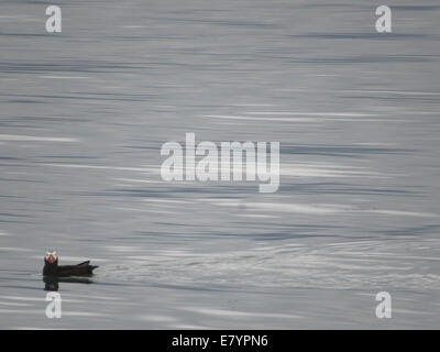 Ein Tufted Papageientaucher (Fratercula Cirrhata) schwebt in der Nähe von Marmor Südinsel in Glacier Bay in Alaska. Stockfoto