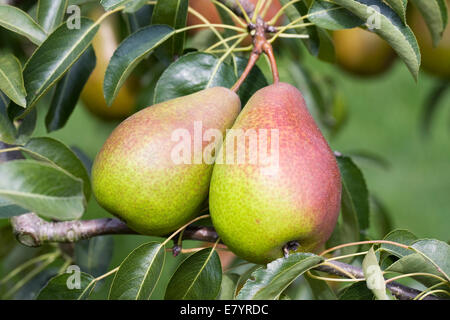 Pyrus Communis "Louise Bonne von Jersey" wächst in einem englischen Obstgarten. Stockfoto