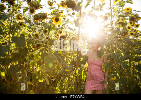 Junge Frau im Minikleid im Sonnenblumenfeld Stockfoto