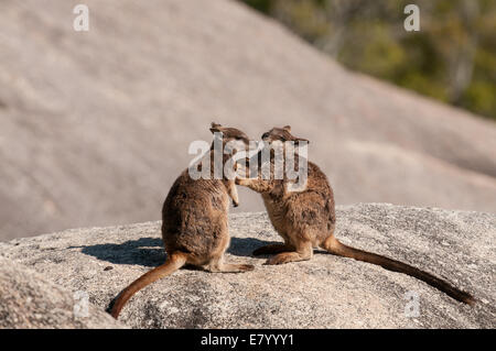 Stock Foto von Mareeba Rock Wallabies Gruß einander. Stockfoto