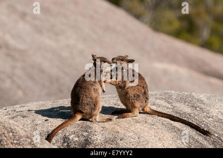 Stock Foto von Mareeba Rock Wallabies Gruß einander. Stockfoto