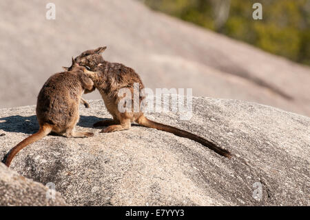 Stock Foto von Mareeba Rock Wallabies pflegen einander. Stockfoto