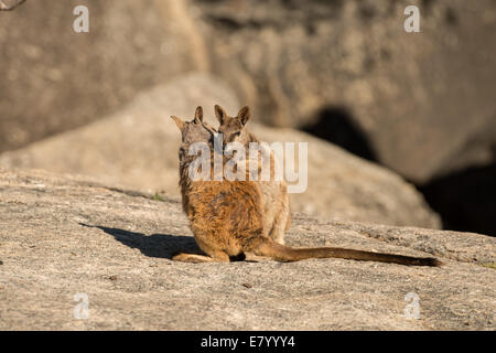 Stock Foto von Mareeba Rock Wallabies pflegen einander. Stockfoto