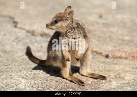 Stock Foto von einem niedlichen Mareeba schmucklose Rock Wallaby Joey. Stockfoto