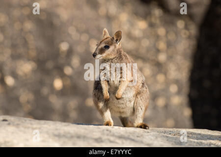 Junge Mareeba schlichten Rock Wallaby. Stockfoto