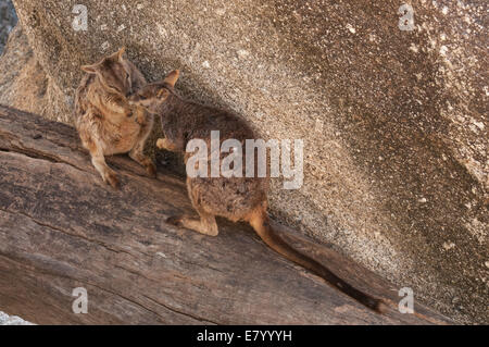 Stock Foto von zwei Mareeba schlichten Rock Wallabies pflegen einander. Stockfoto