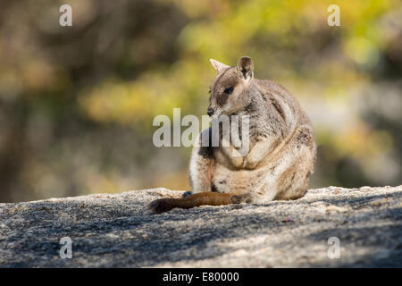 Stock Foto von einem Mareeba schlichten Rock Wallaby sitzt auf einem Felsblock, Granite Gorge, Australien. Stockfoto