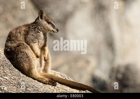 Stock Foto von einem Mareeba schlichten Rock Wallaby sitzt auf einem Felsblock, Granite Gorge, Australien. Stockfoto