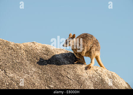 Stock Foto von Mareeba schlichten Rock Wallaby sitzen oben auf einem Felsblock. Stockfoto