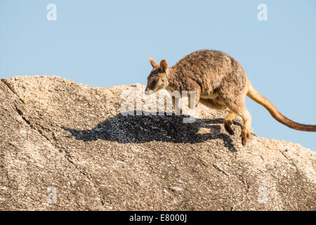 Stock Foto von Mareeba schlichten Rock Wallaby sitzen oben auf einem Felsblock. Stockfoto