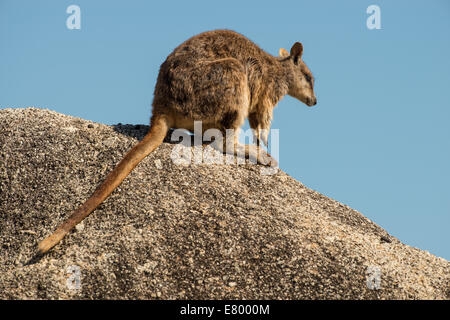 Stock Foto von Mareeba schlichten Rock Wallaby sitzen oben auf einem Felsblock. Stockfoto