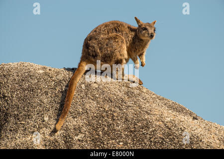 Stock Foto von Mareeba schlichten Rock Wallaby sitzen oben auf einem Felsblock. Stockfoto