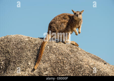 Stock Foto von Mareeba schlichten Rock Wallaby sitzen oben auf einem Felsblock. Stockfoto