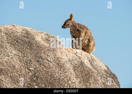 Stock Foto von Mareeba schlichten Rock Wallaby sitzen oben auf einem Felsblock. Stockfoto