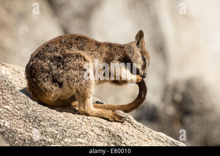 Stock Foto von Mareeba Rock Wallabies pflegen einander. Stockfoto