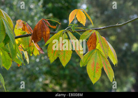 Aesculus Turbinata. Japanische Rosskastanie Baum Blätter im Herbst Farbwechsel Stockfoto