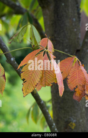 Aesculus Turbinata. Japanische Rosskastanie Baum Blätter im Herbst Farbwechsel Stockfoto