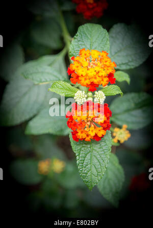 Wildtyp spanische Flagge Eisenkraut, Lantana Camara, auf schwarz Stockfoto