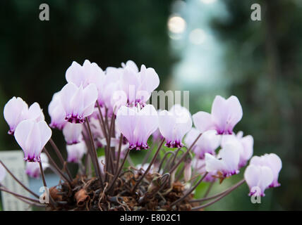 Alpenveilchen mit allerlei kleine lila Blüten in einem Topf. Stockfoto