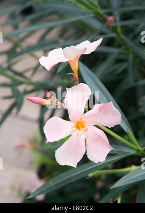 Oleander-Blüten. Nerium Strauch mit Pastell rosa Blüten. Stockfoto