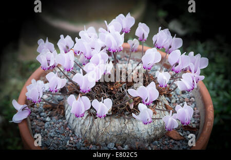 Alpenveilchen mit allerlei kleine lila Blüten in einem Topf. Stockfoto