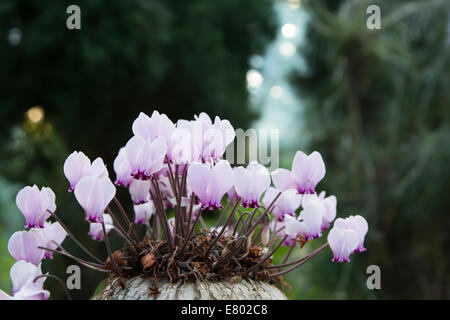 Alpenveilchen mit allerlei kleine lila Blüten in einem Topf. Stockfoto