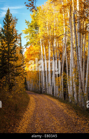 vertikales Bild einer unbefestigten Straße in einem Stand der Espe Bäume im Herbst, sie sind gelb und Orange und Gold Stockfoto