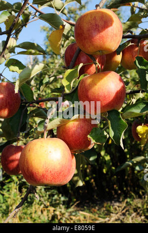 Baum mit vielen leuchtend rote Äpfel Stockfoto