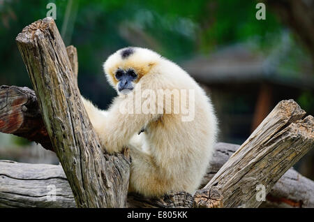 Schöne Gibbon, weiße-cheeked Gibbon (Namascus Leucogenys), sitzen auf dem Baumstamm Stockfoto