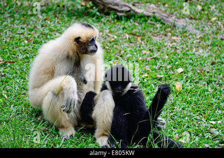 Familie der Gibbons, weiße-cheeked Gibbon (Namascus Leucogenys), auf dem Boden sitzend Stockfoto