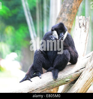 Schöne Gibbon, weiße-cheeked Gibbon (Namascus Leucogenys), sitzen auf dem Baumstamm Stockfoto