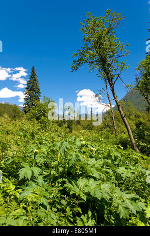 Skunk Cabbage Boardwalk, Mount Revelstoke National Park, Britisch-Kolumbien, Kanada Stockfoto