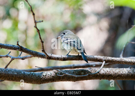 Hammonds Flycatcher thront auf einem Ast Stockfoto