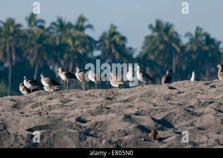 Eine kleine Willett Herde ruht auf einer Sandbank am Playa Mezcala an der mexikanischen Pazifikküste Stockfoto