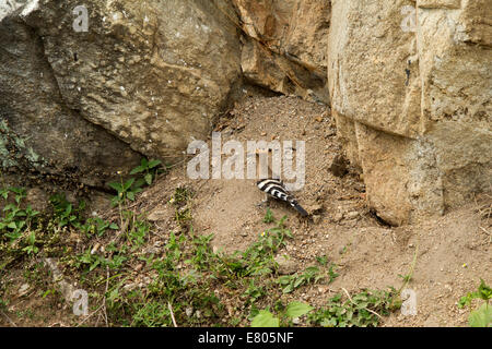 Ost Bhutan, Trashi Yangtse, Wiedehopf (Upupa Epops) Vogel am Straßenrand Stockfoto