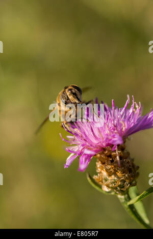 Einsame Biene auf einer Distel rosa Blume Stockfoto