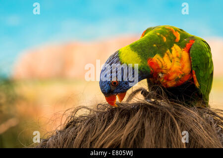 Bunte Papagei Essen Haare auf jemandes Kopf Stockfoto