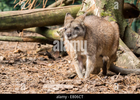 Kleine rote necked Wallaby in Wald Stockfoto