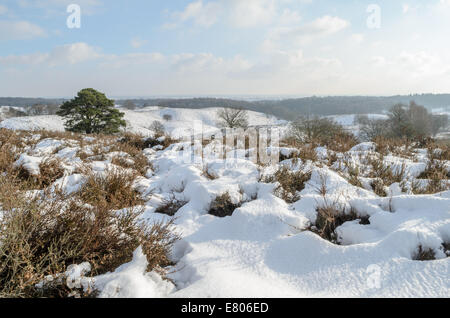 Sonnigen Tag Blick auf Schnee auf diesen Hügeln Heide in Holland. Stockfoto