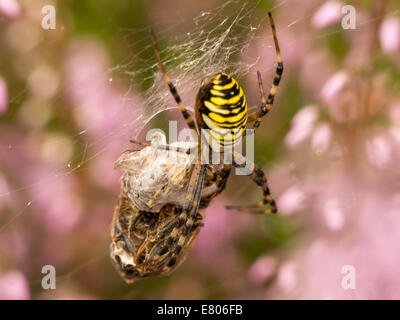 Große bunte Spinne mit Beute auf ein Spinnennetz. Out of Focus schöne Farben Heide im Hintergrund. Stockfoto