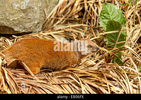 Einsame Erdmännchen huscht um in einem Haufen von Stroh. Stockfoto