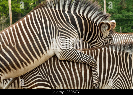 Zwei Zebras Paarung. Diese Aufnahme wurde im Zoo in den Niederlanden gemacht. Schönes Muster mit den schwarzen und weißen Streifen. Stockfoto