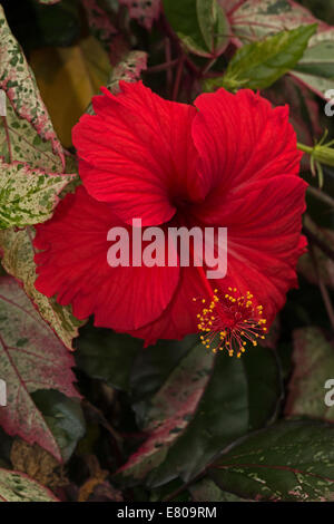 Hibiskus, Hibiscus Rosa-Sinensis, chinesischer Hibiskus umgangssprachlich genannt Stockfoto