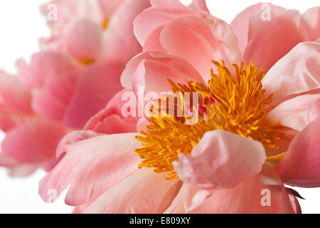 Pfingstrose Blüte isoliert auf weißem Hintergrund Stockfoto